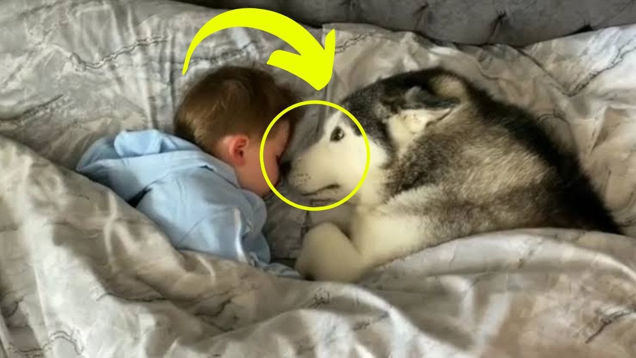 Dog Slept Next to the Little Boy, and the Reason Was Revealed the Next