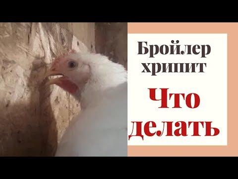 Бройлеры хрипят. Что делать.
