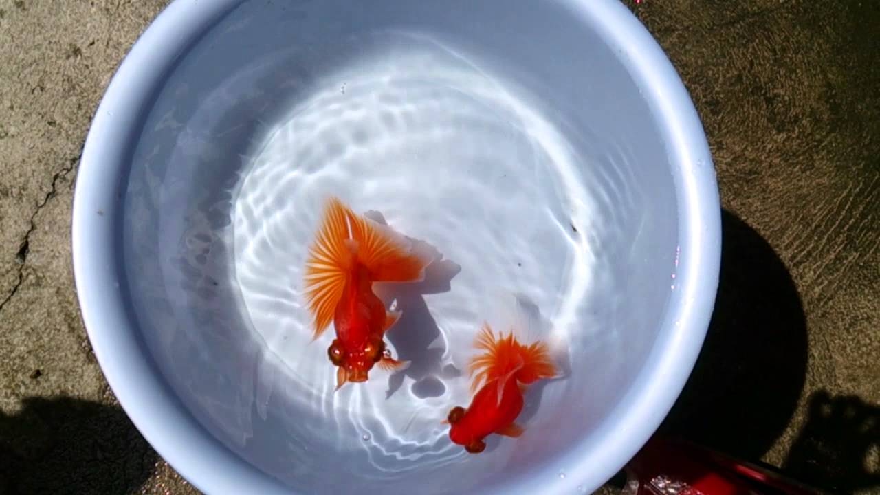 Butterfly telescope goldfish YouTube
