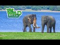 Sri lankas wild elephant a journey for survival