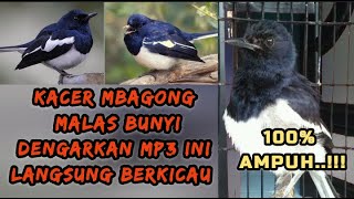 SUARA TERAPI BURUNG KACER MBAGONG, STRESS, MALAS BUNYI @Allba Kicau Bird