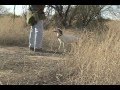 Wing clips 2gambels quail