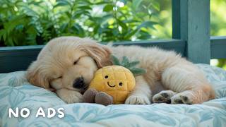 Separation Anxiety Music for Dogs 💤 12 Hours Dog Sleep Music | Deep Sleep, Summer Calm & Home Alo...