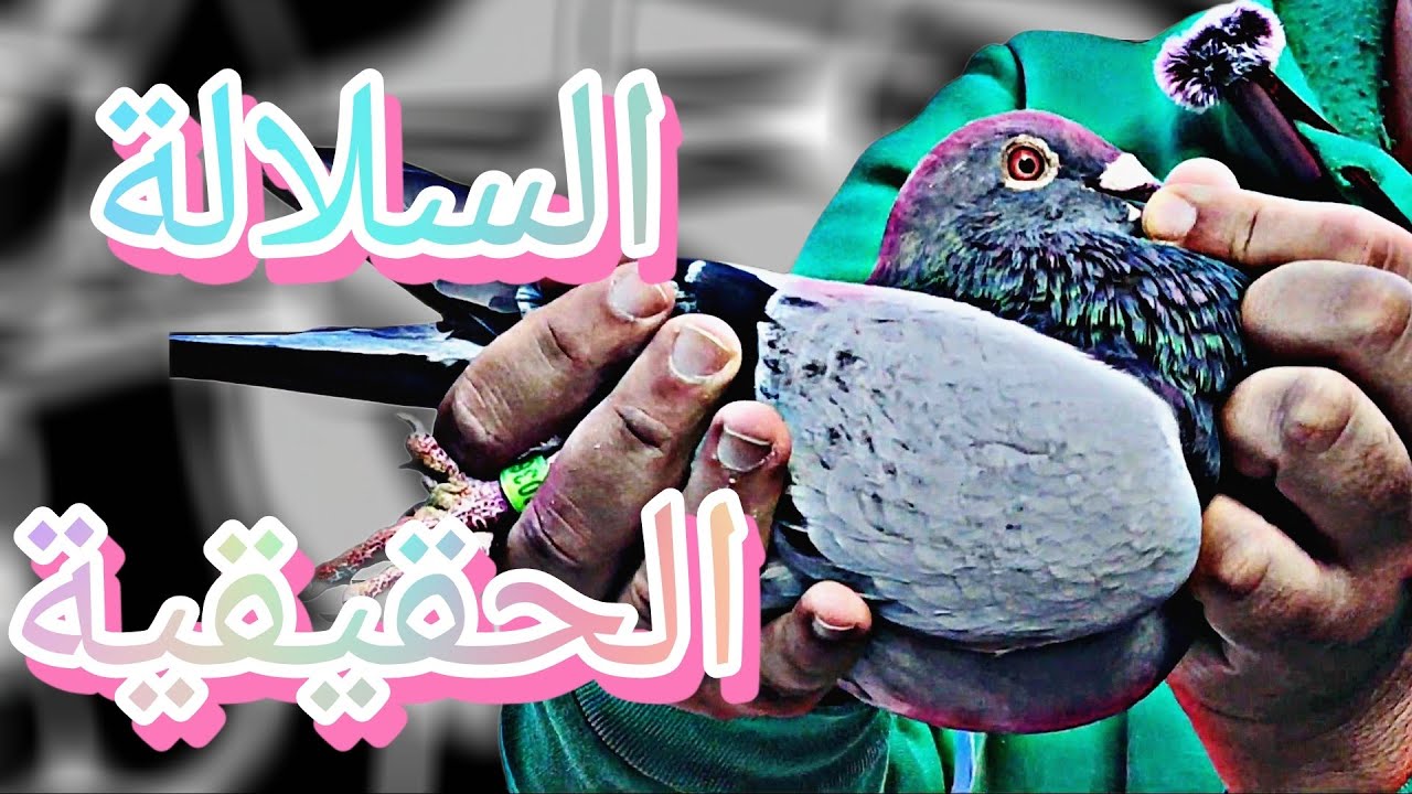 الجزء الثاني 2️⃣مع البطل الكبير🥇🏆(loft Nabil sebaa)💪 فرجة ممتعة💯🇲🇦🤫