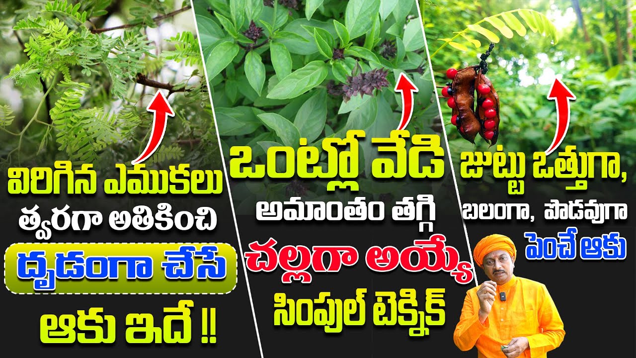 విరిగిన ఎముకలు త్వరగా అతికించి, ఒంట్లో వేడి తగ్గి, జుట్టు పొడవుగా పెంచే టెక్నిక్ | Dr. Ravivarma