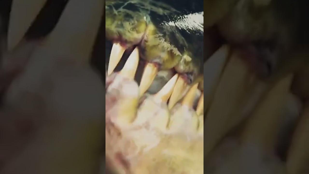 😱 PEZ TIGRE GOLIAT DEL CONGO 😳 uno de los más letales 