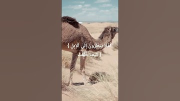 Sourate Al Ghashiyah سورة الغاشية part.3 #quran #islam