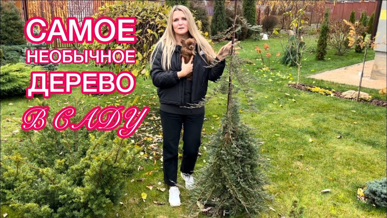 ПЛАКУЧЕЕ ДЕРЕВО ИЗ МОЖЖЕВЕЛЬНИКА ВИЛТОНИ 🌲 через год