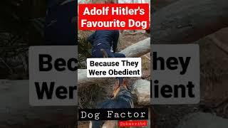 Adolf Hitlers Favourite Dog Hitler Lover Factor