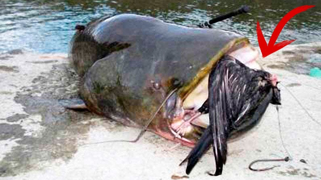 鳥を食べる魚 一体 自然界では何が起こっているのでしょう Youtube