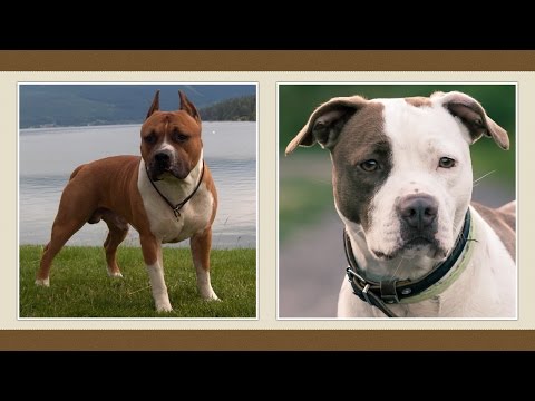 Videó: Különbség Pitbull és Az Amerikai Staffordshire Terrier Között