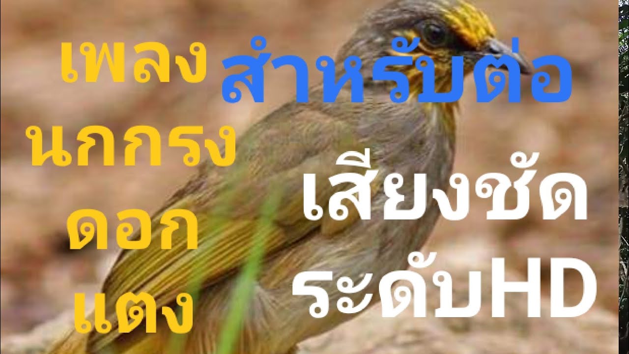 เสียงนกกรงดอกแตง Soundbirdcageflowcrmelon