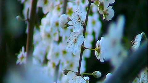 Fractal Geometry of Nature