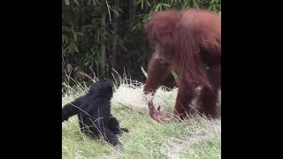 orangutan &' gibbon playing.