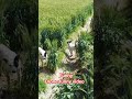 drone funny video