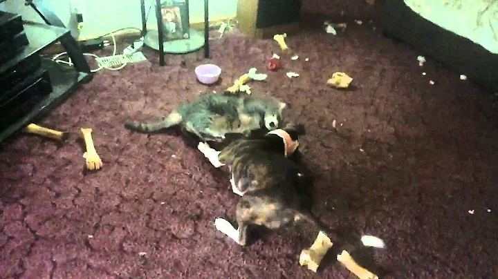 Cat vs pitbull