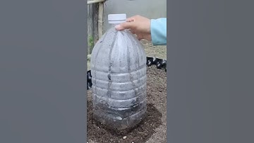 Cách trồng dưa hấu kỳ lạ nhất thế giới quả siêu ngọt #datsach #trồngrau #fruit #ngườinhật #garden