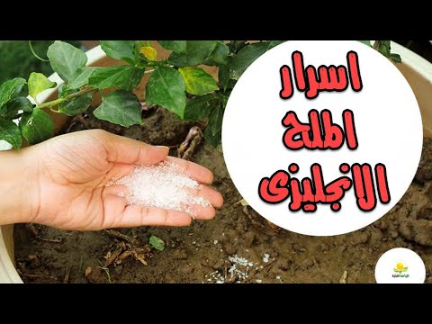 علاج اصفرار الاوراق الحديثة قناة تكنومكس م شريف فاروق Youtube