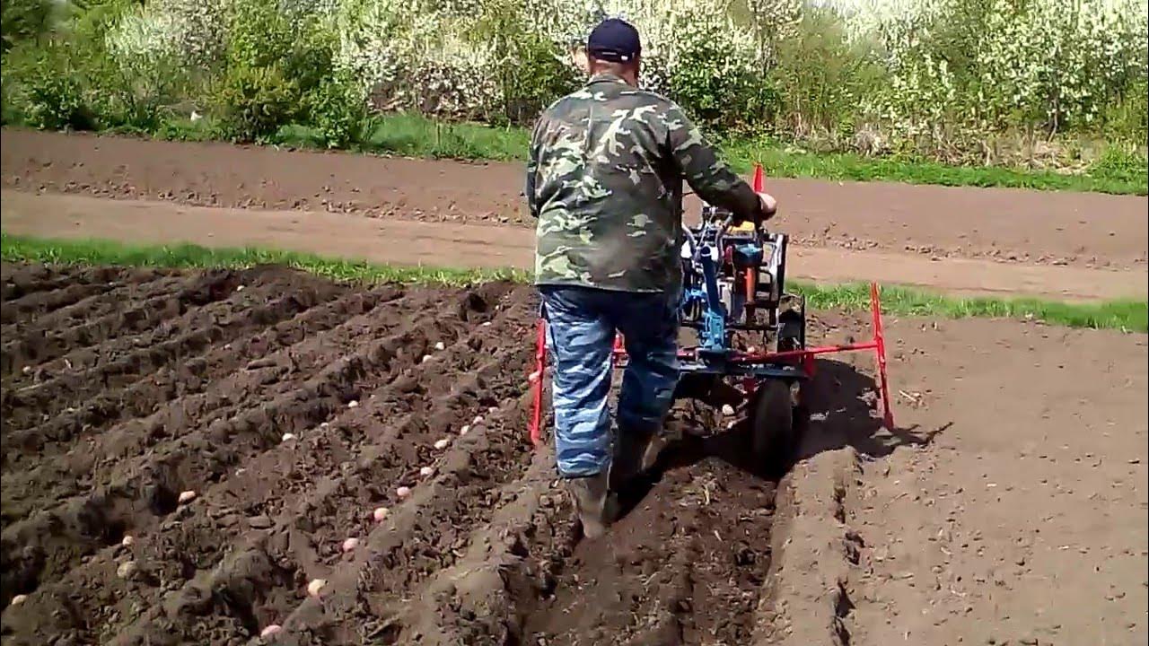 Как посадить картошку под мотоблок окучником правильно. Мотоблок окучивание картофеля. bcs 740 ps мотоблок для посадка картофеля.