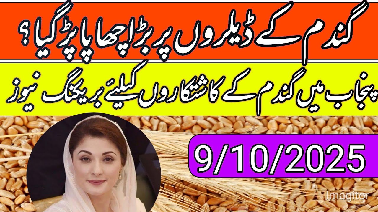 New wheat support price in Punjab 2025/gundam price today in punjab ...