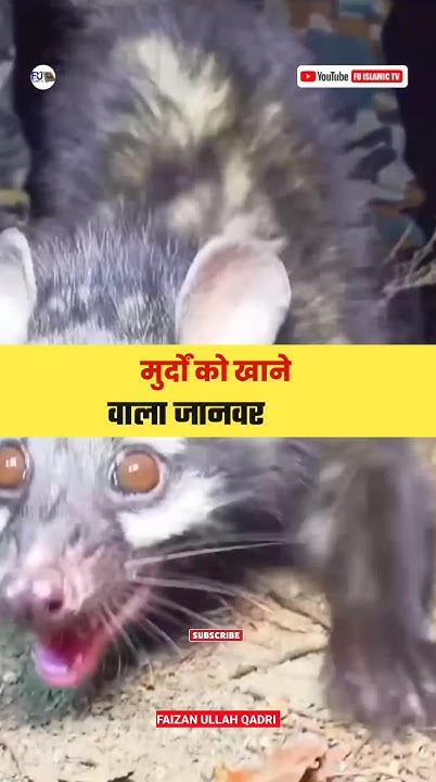 Facts About Kabar Bijju #short #viralshort #trendingshorts - YouTube