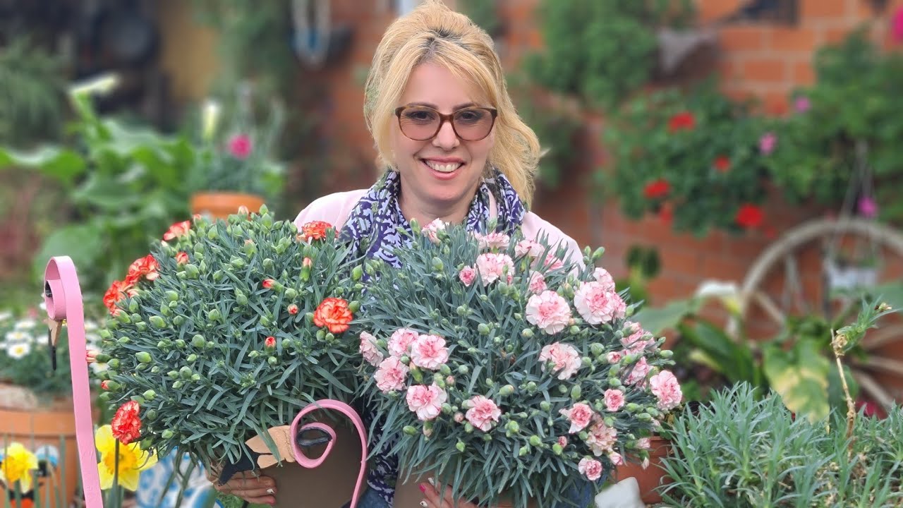 Clavelina: Los 6 cuidados básicos para su desarrollo y floración 🦅🌹