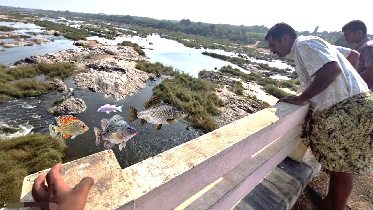 Krishna river🏞️ fishing🐟🦈🐠😲||#fishing #Krishnariver #sportfishing #netfishing