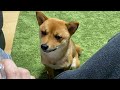 パパの食べてるものが欲しくてたまらない柴犬さん。
