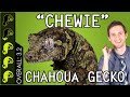 Chahoua "Chewie" Gecko, The Best Pet Lizard?
