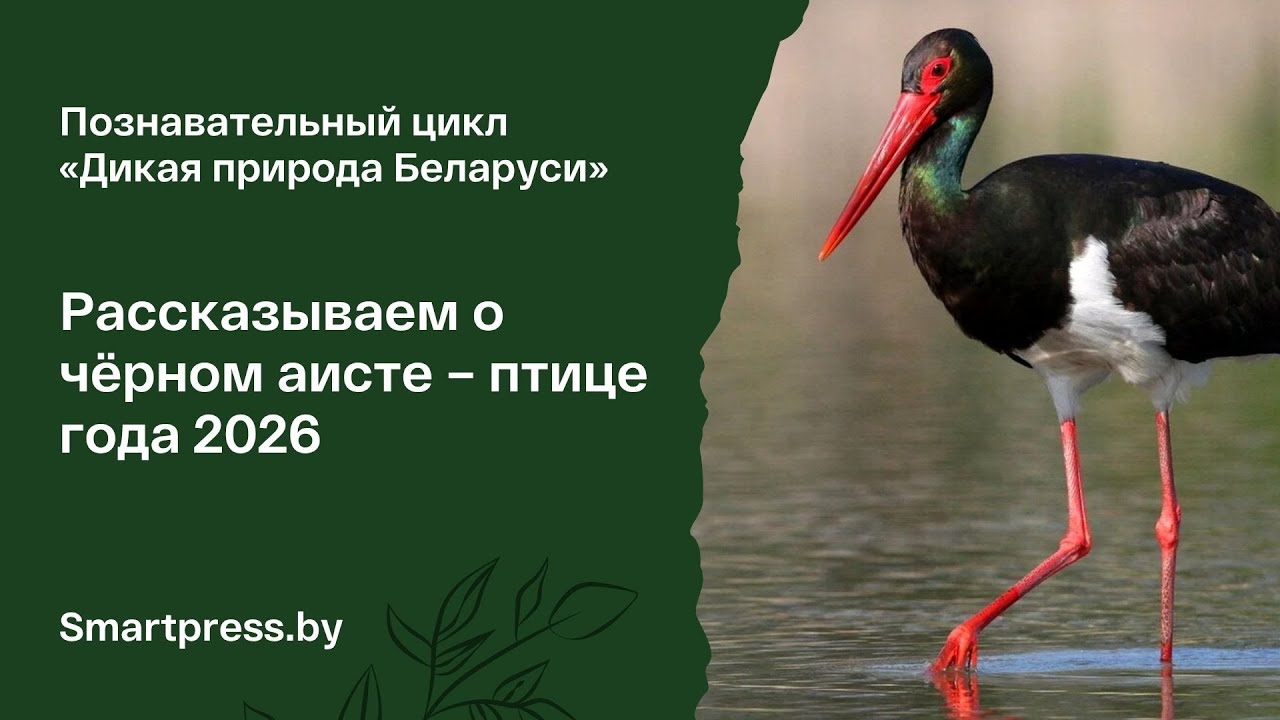Лесной отшельник и отличный “летун”. Рассказываем про черного аиста – птицу 2026 года