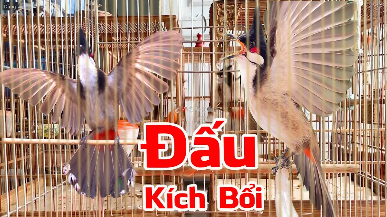 Chào Mào Đấu Giàn/ Kích Chào Mào Hót Ché/ Kích Chào Mào Bổi Hót Đấu Mới Nhất / 100% Căng Lửa