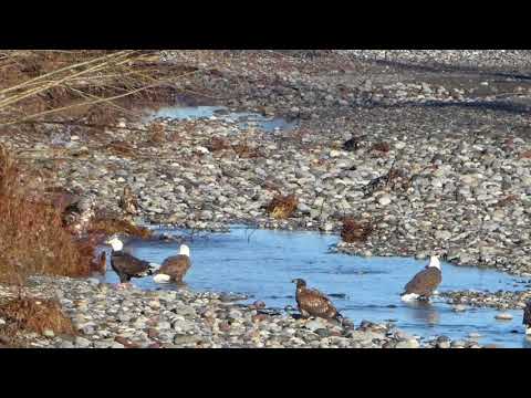 Bald eagles eating chum salmon on the Nooksack River, NW Washington