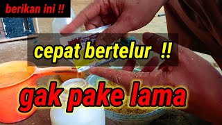 Cara membuat ayam cepat bertelur #ternakayam #001 @KreatifTV