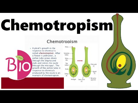 What is Chemotropism? by Simply The Best BIO