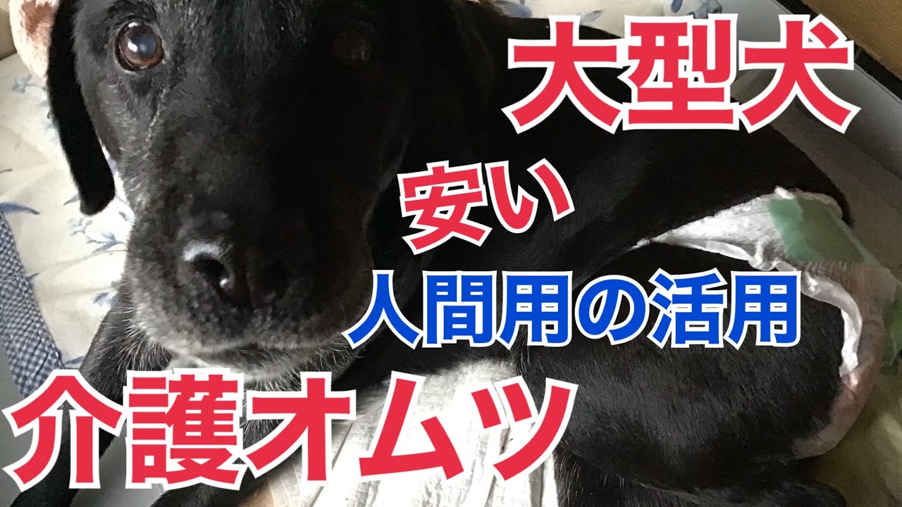 番外編 大型犬のオムツを人間用オムツでお得に活用 黒ラブのピーおばあちゃん介護 Youtube