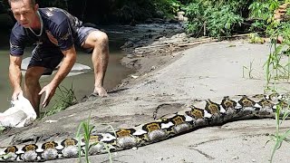 Snake Discovery Jungle Snakes Adventure - Viper - Reticulated Python - Vine Snake - Snake Bites