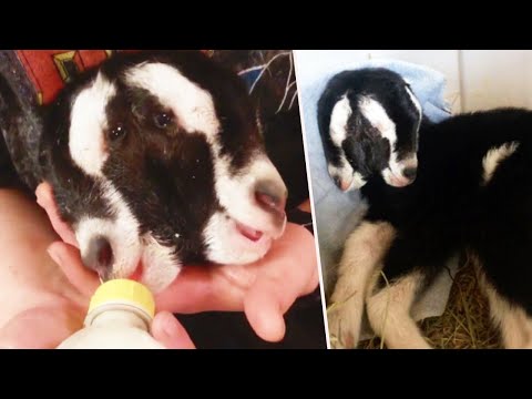 2-Headed Goat Born to Shocked Wisconsin Farmers