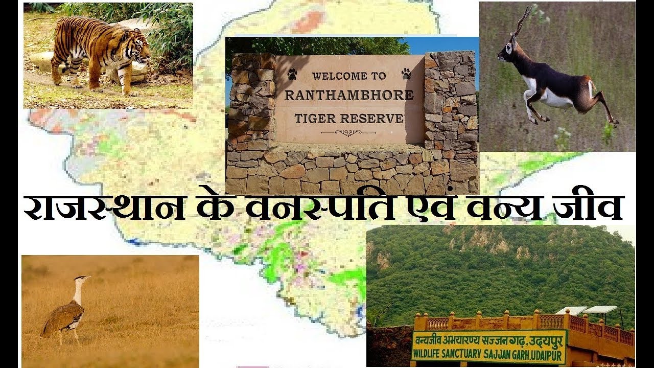 Flora And Fauna Of Rajasthan IN flora-and-fauna-of-rajasthan-in