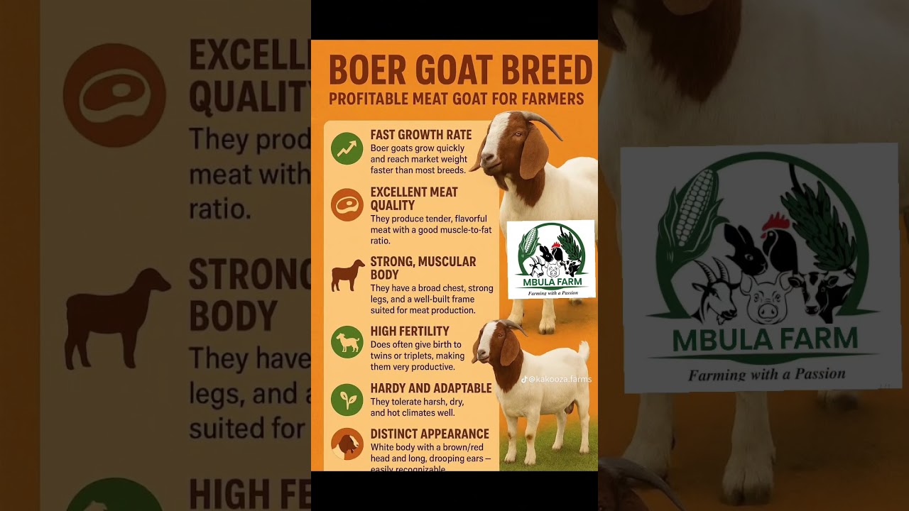 GOATS AND PIGS FOR SELL 