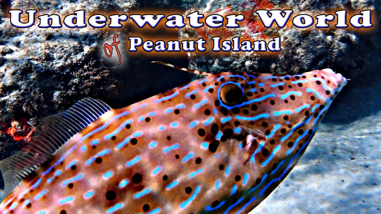 We Found a Shark and an Octopus! | Peanut Island Snorkeling Adventure