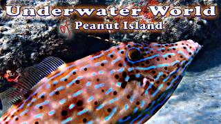 We Found a Shark and an Octopus! | Peanut Island Snorkeling Adventure