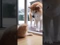 ガラス窓を挟んでマンチカンが秋田犬に威嚇していると・・・ #funnycat #猫おもしろ #おもしろ動画