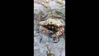 Beach Monitoring & Beach Walk, Kopachuck State Park 5/26/2021