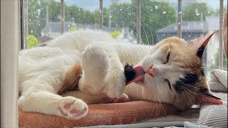 ねこかます nekokamasuの配信のサムネイル画像
