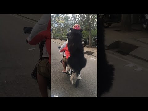 Safety First for Dogs Too || ViralHog