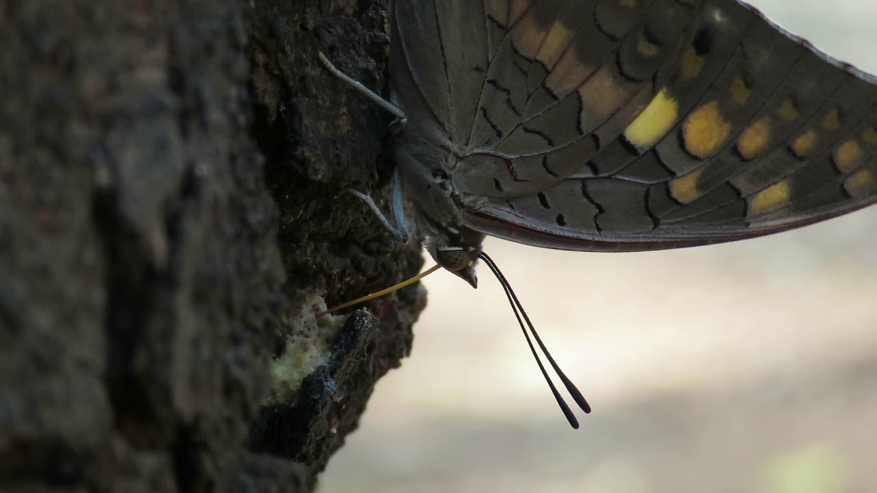 Black Rajah Butterfly