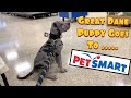 Koopa our Great Dane Puppy Goes to Petsmart! の動画、YouTube動画。