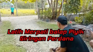 Latih Merpati Balap Piyik Giringan Perdana #ppmbsi #merpatibalap