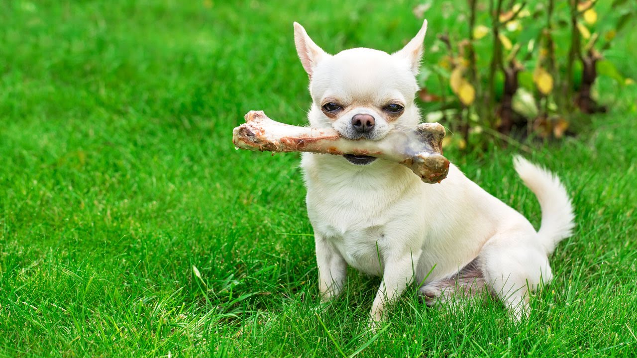 reptile care app Antlers, rawhide, nylon, and bones - pros and cons