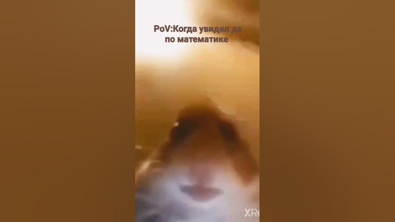 хамяк - YouTube
